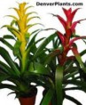 /album/fotogaleria-guzmania/images-11-jpg/